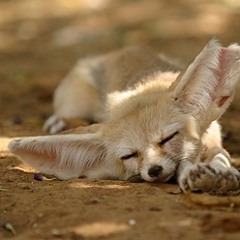 FennecFox