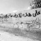 Ruba M Awad