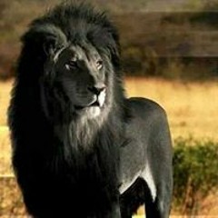 Carlos HardWork Mayo