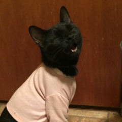cats_n_sweaters_n_shit