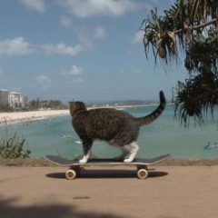 cat on a skateboard