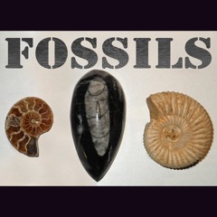 Fossils