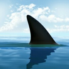 sharkdiesel