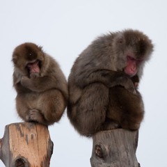 koida hiroto (hiropi)