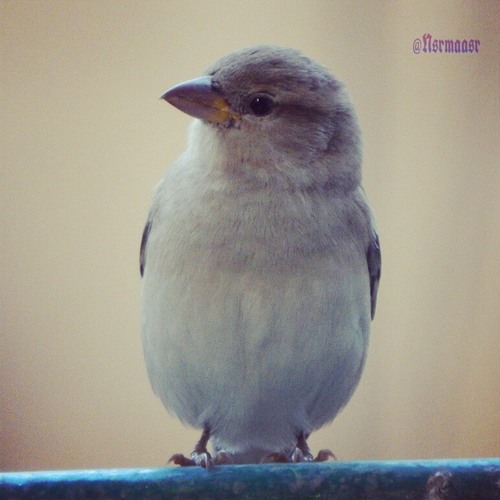 منير..الفرصه بنت جميله