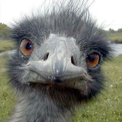 Paf Pif