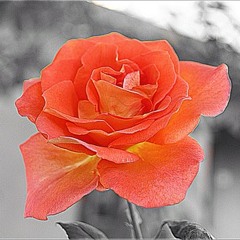 alexandralindseyalexandra