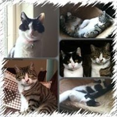 Angelique van den Brink