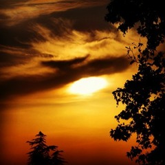 hopkinsgenesishopkins