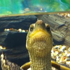 ZustandsKind Sturmwehr