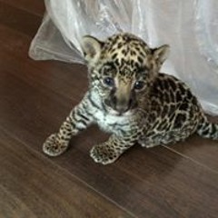 Pablo Diaz Torre Aja