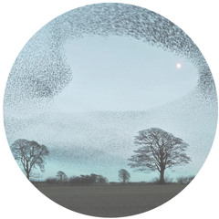 Murmuration