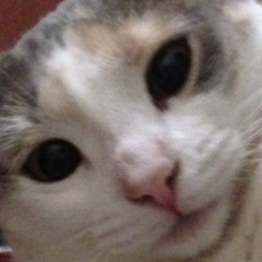 alexpeep
