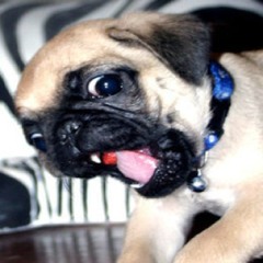 Pugs Are The Bomb