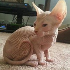 Michael Jordan Clouse