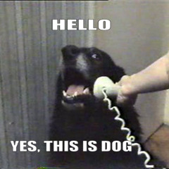 Hello Yes This Is Dog