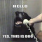 Hello Yes This Is Dog