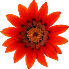 Tesra van den Bogert