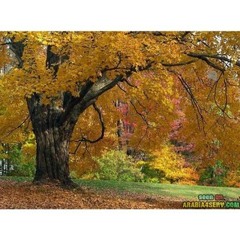 thibaultmounierthibault