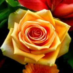 Alison Jane Trudgian