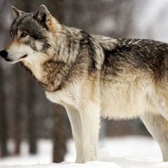 Dennis Johnson (Tkishot)