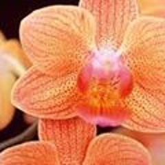 Leonie Judith English