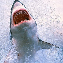 seasharp