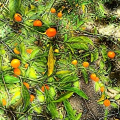 dutertrebenjamindutertre