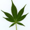 KushSmoker247