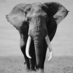attractivelephant