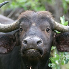 BWA (Buffalos With Attitude)