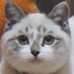 cats girl