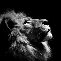 Mali Music - Forward