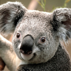 punyaso