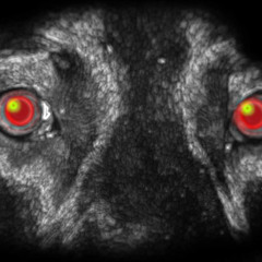 Malditos Perros Crew