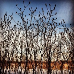 Sethington Loggerson Tenderfoot