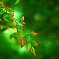 Chris-D (Aka Dolphin)