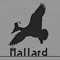 Mallard