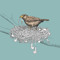 The Sound Collector