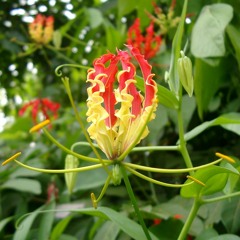 ஈழவிடியல்_Tamil Eelam