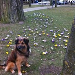 Giovanni Trapatapatonni