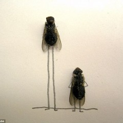 The Fly