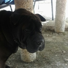 Getz