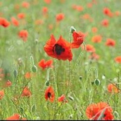 Tony Jarvis-Photography