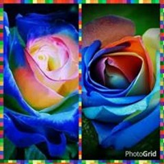 Quala Godschild Horne