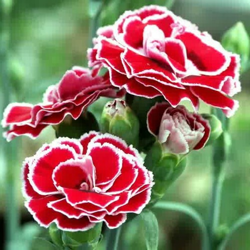 mantos