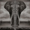 Loxodonta\ Naked Elephant