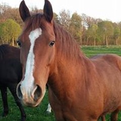 Margrethe Ardahl Jensen