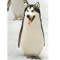 Bello the Dogsponge