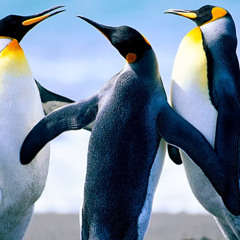 TheZeenifatProject TZP